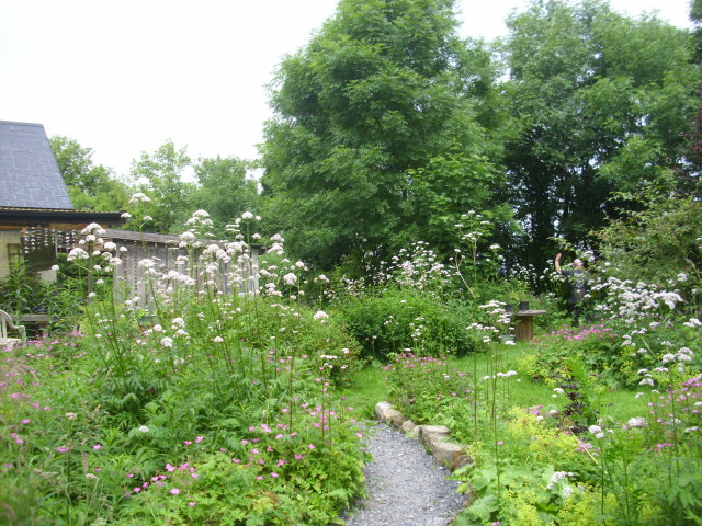 Flowers and sunshine in an Irish cottage garden. (2/6)