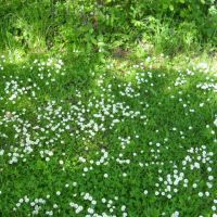 What's wrong with daisies in the lawn?