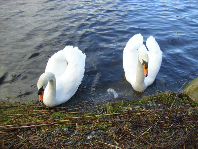 Swans by Lough Meelagh.  (1/3)